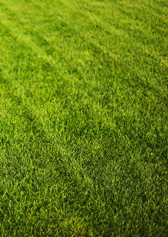 lawn mower spring hill fl grass company