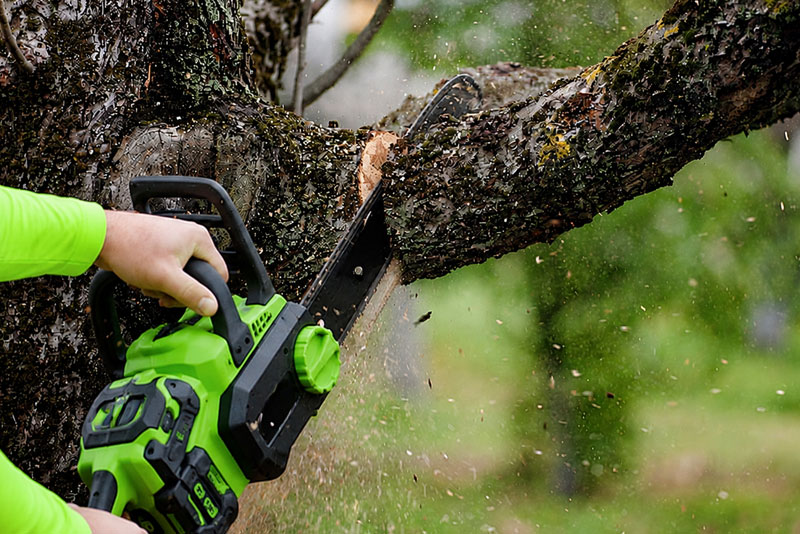 spring hill tree trimming services
